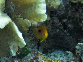 IMG 8885 Juvenile Blue Tang